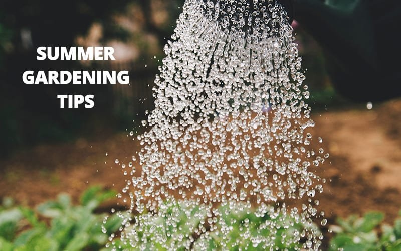 Three Important Tips for your Summer Garden