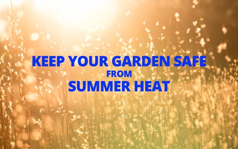 Keep your garden safe from summer heat