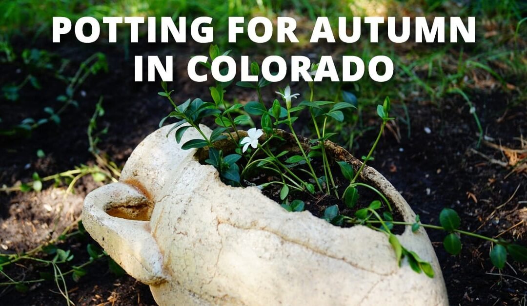 Potting for Autumn in Colorado