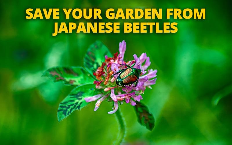 How to Fight Off Those Pesky Japanese Beetles